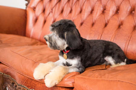 A little black Bichon Lion looks away. Black puppy lying on brown armchairの写真素材