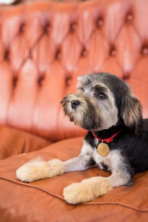 Close up and side view of a little black Bichon Lion look away. Black puppy lying on brown armchairの写真素材
