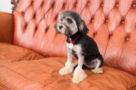 Cute miniature schnauzer puppy sitting on a leather sofaの写真素材