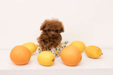Poodle sit in teapot among lemons and look in camera