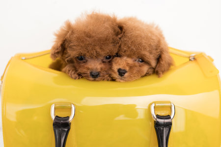 Two little funny Poodle look in cameraの写真素材