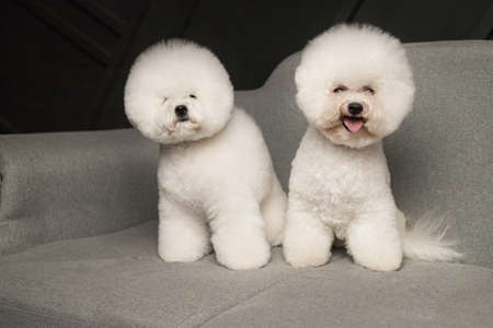 Two little Bichon Frize stand on grey sofa muzzle in camera