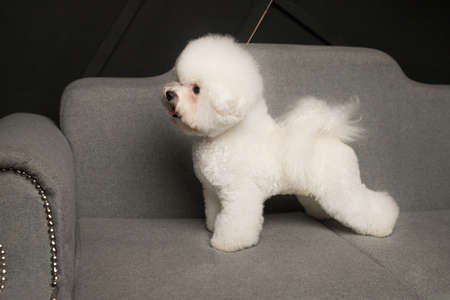 A little Bichon Frize stand on grey sofa and look awayの写真素材