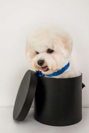 A little white Bichon Frize look in cameraの写真素材