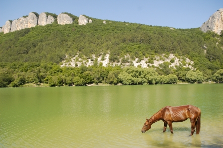 Horse drinking in a pond, near the forests with mountainsの写真素材