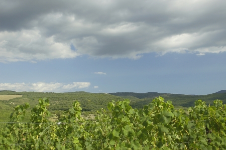 Wineries in Valley over sky with cloudsの写真素材