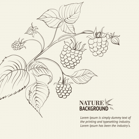 Raspberry branch  のイラスト素材