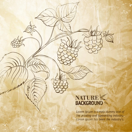 Raspberry branch のイラスト素材