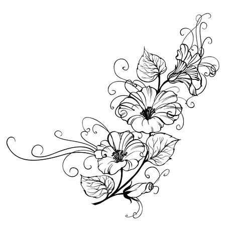 Bindweed flower のイラスト素材