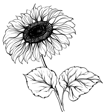 Sunflower のイラスト素材