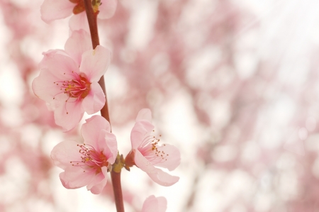 Cherry flowers closeupの写真素材