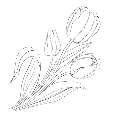 Hand drawn tulips  Vector illustration のイラスト素材