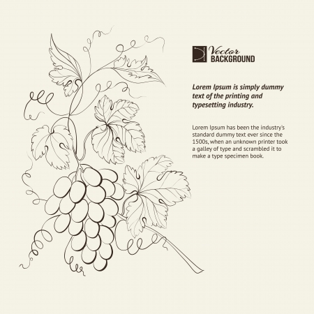 Engraving of grapes branch illustration のイラスト素材