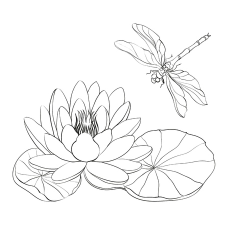 Water Lily and dragonfly isolated over white illustration のイラスト素材