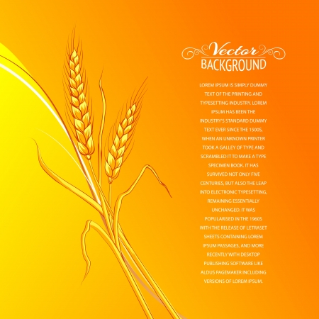 Ears of wheat on orange background  Vector illustration のイラスト素材