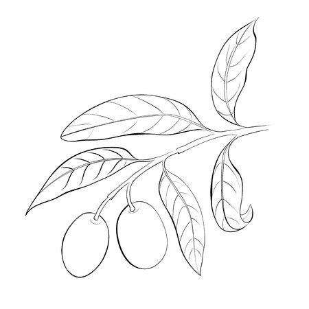 Hand drawn olive branch  Vector illustration の写真素材