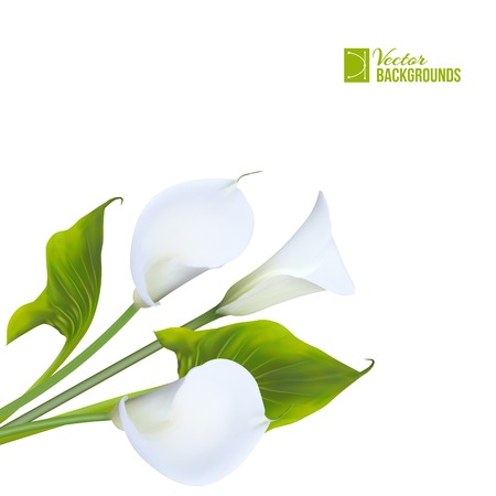 Calla lily. Vector illustration.のイラスト素材