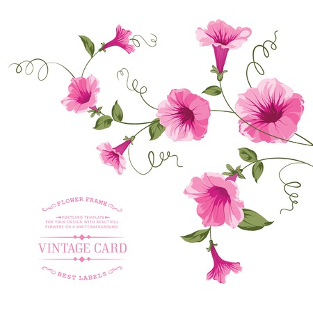 Bindweed flower for vintage card design. Vector illustration.のイラスト素材