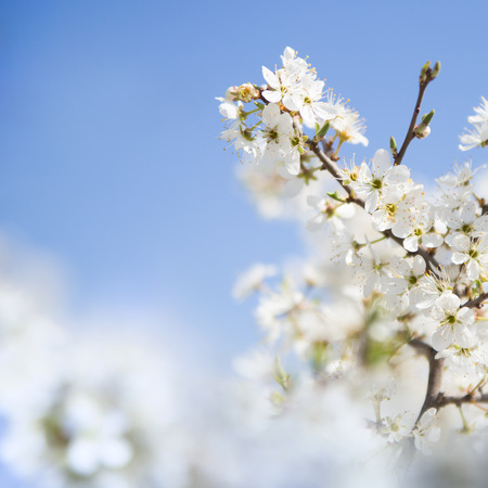 Cherry branch with white flowers over blue.の写真素材