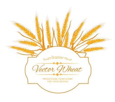 Ears of wheat on white background. Vector illustration.のイラスト素材