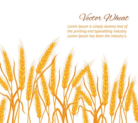 Ears of wheat on white background. Vector illustration.のイラスト素材