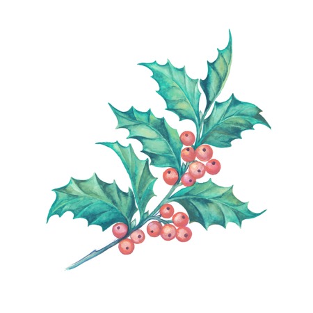 Christmas mistletoe branch isolated over white background. Vector illustration.のイラスト素材