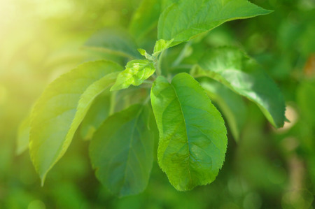 Green tea bud and leaves with sunset beams.