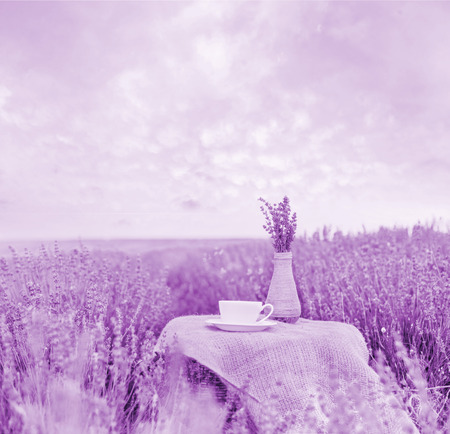 Harvested lavender flowers on white vase and blurred field on background.の写真素材