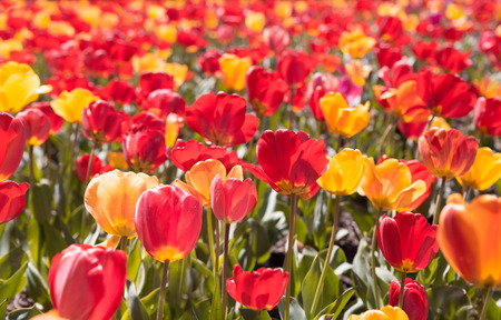 Yellow and red tulips in a field.の写真素材