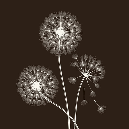 Blowball seeds over black backgroud. Vector illustration.のイラスト素材