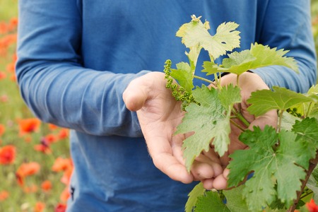 Hands holding grape leaf from the plant.の写真素材