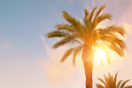 Green palm leaves on blue sky background, fresh exotic tree foliage with sun rays,  summer vacation design.の写真素材