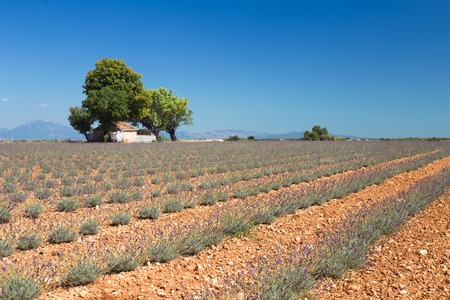 Young lavender field. The first year of lavandula flowering. Small lavender bushes. The blossoming French lavender field in Provence, France.の写真素材