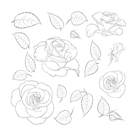 Black and white rose flowers in the style of engravings. Flowers of rose isolated over white. Flowers contours collection. Vector illustration.のイラスト素材
