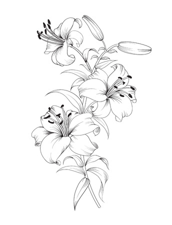 Group of lily flowers. Floral background with blooming lilies isolated on white background. Vector illustration.のイラスト素材
