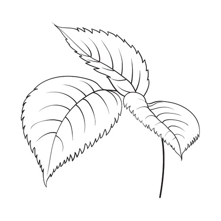Silhouette of rose. Rose leaves isolated over white. Vector illustration.のイラスト素材