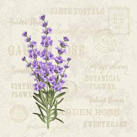 The lavender elegant card. Vintage postcard background vector template for wedding invitation. Label with lavender flowers. のイラスト素材