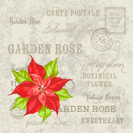 Christmas card with poinsettia christmas star. Vintage postcard background vector template for holiday invitation.のイラスト素材