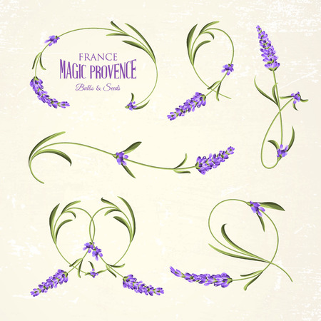 Vintage set of lavender flowers elements. Botanical illustration. Collection of lavender flowers on a white background. Lavender hand drawn. Watercolor lavender set.  Lavender flowers isolated on white background.のイラスト素材