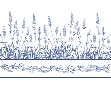 The Lavender Seamless frame line. Bunch of lavender flowers on a white background. Vector illustration.のイラスト素材