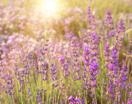Lavender bushes closeup on sunset. Sunset gleam over purple flowers of lavender. Sun light on the left side and bushes on the right. Provence region of france.の写真素材