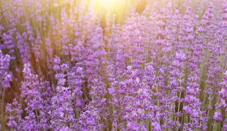 Lavender bushes closeup on sunset. Sunset gleam over purple flowers of lavender. Sun light on the left side and bushes on the right. Provence region of france.の写真素材