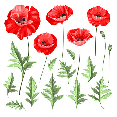 Vintage poppy set. Wedding flowers bundle. Flower collection of watercolor detailed hand drawn poppies. Vector illustration.のイラスト素材