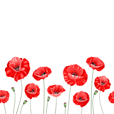 Pattern of poppy flowers over white background. Luxurious color poppy flowers background for a vintage label design. Vector illustration.のイラスト素材
