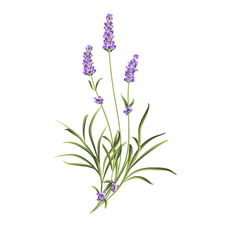 Vintage set of lavender flowers elements. Botanical illustration. Collection of lavender flowers on a white background. Lavender hand drawn. Watercolor lavender set.  Lavender flowers isolated on white background.のイラスト素材