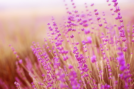 Lavender field over sunser sky. Beautiful image of lavender field over summer sunset landscape....