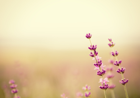 Lavender field over sunser sky. Beautiful image of lavender field over summer sunset landscape. Lavender flower field, image for natural background.の写真素材