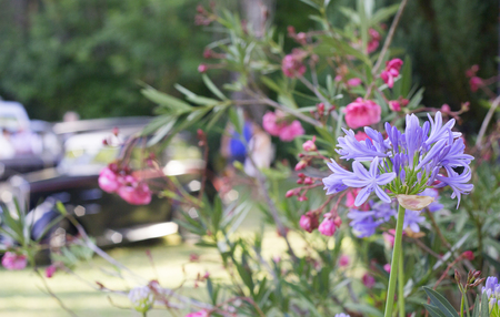 purple flowers close upの写真素材