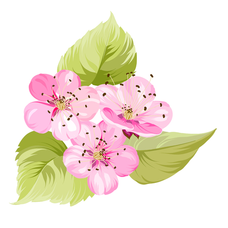 Sakura flowers isolated over white. Spring background.  Sakura invitation. Spring design.  Vector illustration.のイラスト素材