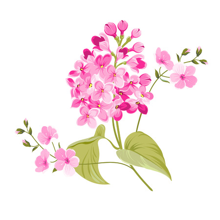 Purple Lilac flowers of Syringa isolated on white background. Spring flowers. Vector illustration.のイラスト素材